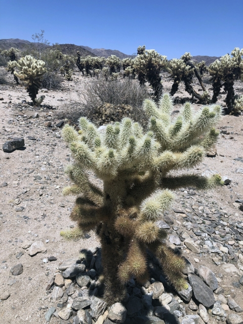 a fluffy-looking cactus is found in a grove of other similar cactus 