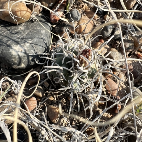 A small, dark green and globe-shape cactus covered in long ribbon-like spines blends into the rocky landscape.