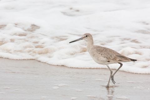 A light brown shorebird walks along the tide line