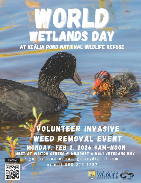 Image of a chick and adult waterbird with text on the image about a volunteer event