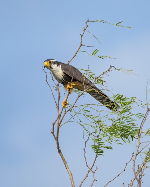 Aplomado falcon perched on a branch at Palo Alto Battlefield National Park in the Lower Rio Grande Valley of south Texas