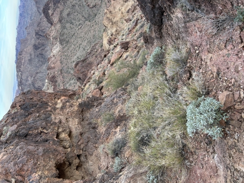 A population of invasive buffelgrass up in the mountains at Kofa National Wildlife Refuge.