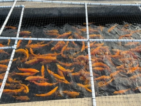 Golden Rainbow Trout broodstock at Erwin State Fish Hatchery.