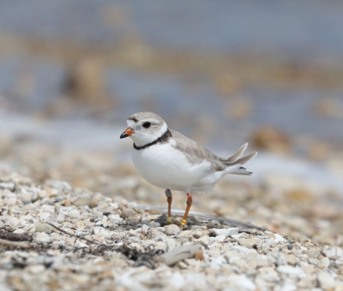 Piping plover on a Temperance Island beach in Wilderness State Park in Michigan.