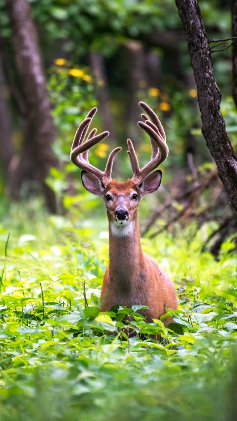 White-tailed deer standing in a forest opening full of lush green plants 