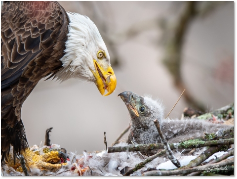This eaglet is eager to feast on a fish dinner. 
