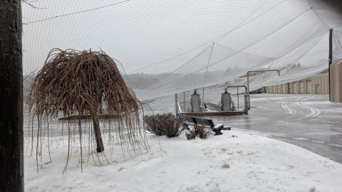 Ice weighing down bird net