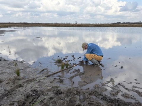 Coastal Program Biologist, Woody Woodrow, planting aquatic vegetation on a tidal flat at Eagle Nest Lake - a recently completed restoration project on Brazoria National Wildlife Refuge on the Texas coast.