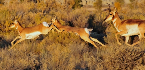 Pronghorn run across sagebrush. 