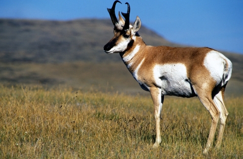 Pronghorn buck stands alone. 