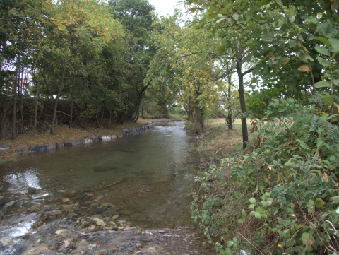 Stream with trees and other vegetation growing on the banks. The stream has small boulders in it.