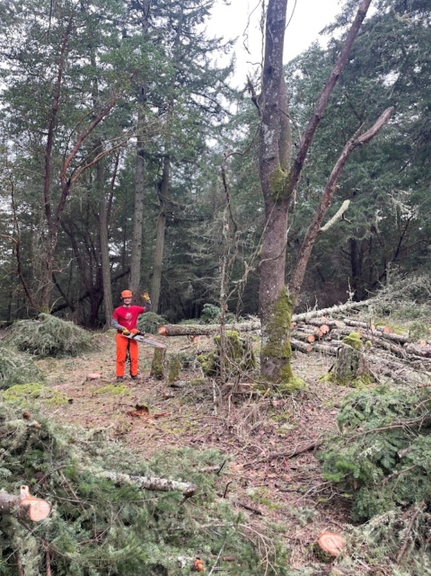 A person in the distance wearing a hardhat, safety glasses, hearing protection, gloves, boots, long pants and chaps and long sleeves with a chainsaw in his hand, standing next to a tree that was cut down. 