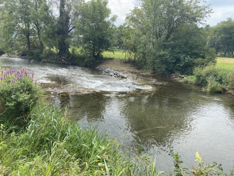 Stream with vegetation growing on the banks. The stream has a rock cross vane in it. 