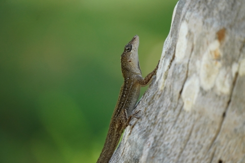A small brown lizard clings to a tree trunk against a blurred green background.