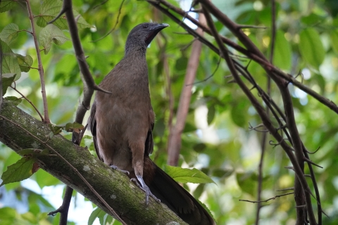 A large brown bird with a long tail perches on a tree branch.