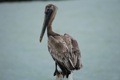 A large brown pelican sits on a white post against an ocean background.