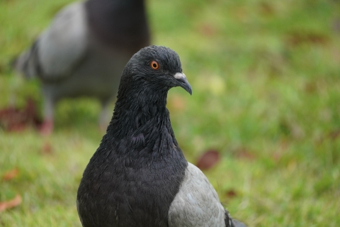 Close-up of a feral rock dove.