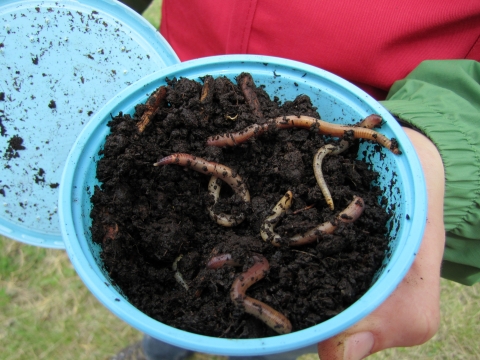 A hand holding an open blue container filled with soil and worms with the lid on the side. The individual is wearing a red jacket with green long sleeves.