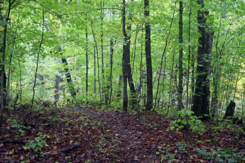 A forest with green trees and bushes but the floor is mostly brown and covered in fallen leaves. A trail cuts through the center.