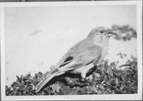 Close-up of a small bird, sitting on a patch of vegetation