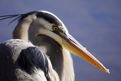 Close-up portrait of a great blue heron
