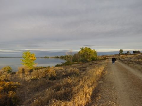 Person walking along trail with brown, dry grasses on either side and small tree with yellow and green leaves lit by the sun along a lakeshore nearby.