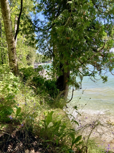 A shoreline on Lake Michigan covered with green grass and purple wildflowers with the waters of Lake Michigan in the background.