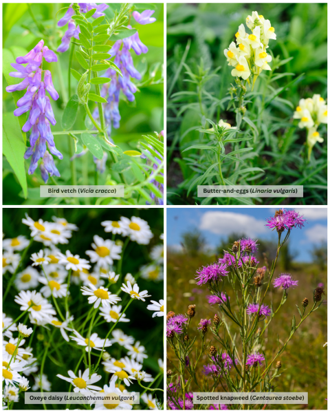Collage of invasive plants featuring bird vetch, butter-and-eggs, oxeye daisy, and spotted knapweed.