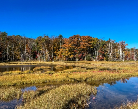New Hampshire Audubon Marsh in southern New Hampshire