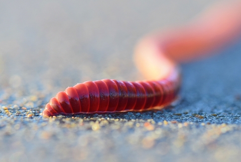 An extreme close-up of a nightcrawler on concrete with the first quarter of it in focus.