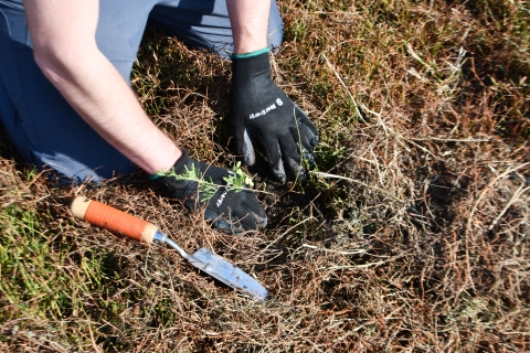 two hands in gardening gloves press a new planting into the ground with a spade next to the plant