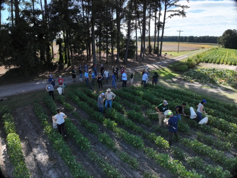 A group of people standing in a soybean field, using sweep nets to collect insects as part of a field scouting activity