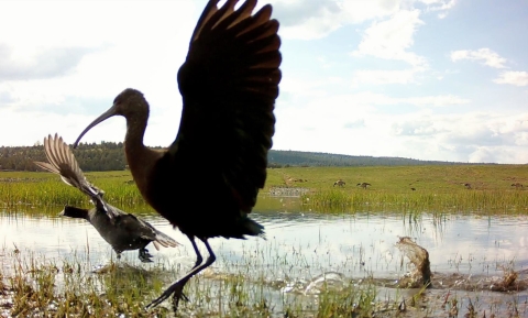 Two birds taking off from a pond with wetland vegetation in it