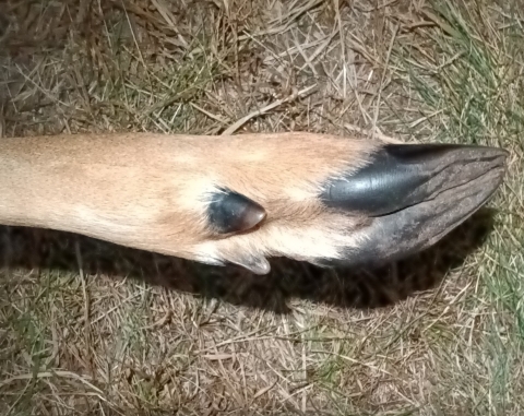The hoof of a white-tailed deer hoof harvested on the Rapids Lake Unit of Minnesota Valley National Wildlife Refuge. Brown fur at the end of the leg transitions to black keratin that forms the almost triangular shape of the hoof itself.