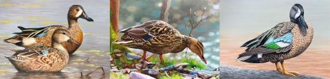 Three artwork from left to right: A pair of blue-winged teal, a mallard hen, and a blue-winged teal.