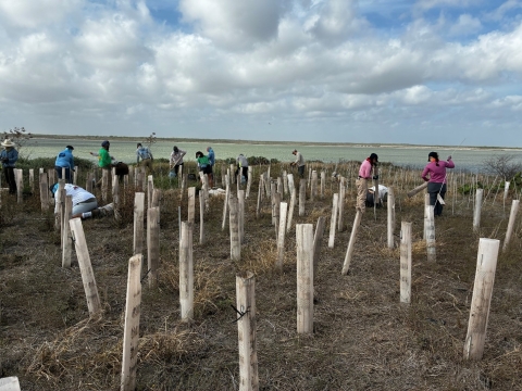 Volunteers planting native seedlings and installing protective tree tubes at Bahia Grande basin within Laguna Atascosa National Wildlife Refuge in south Texas