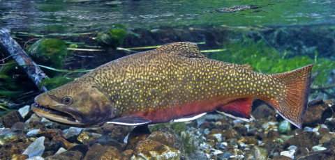 Brook Trout