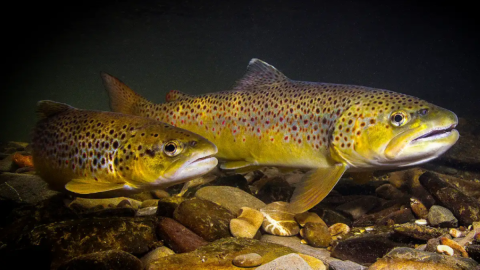Two Brown Trout