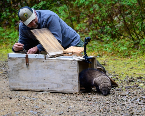Biologist releases fisher from relocation crate 