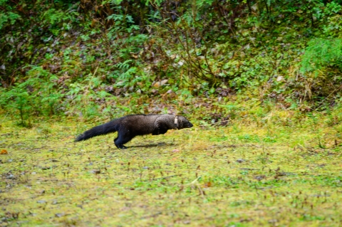 Fisher wearing tracking collar is released into Idaho forest