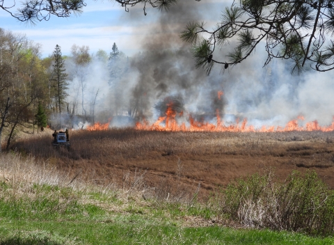 Prescribed fire with flames in cattails on woodland edge. Marshmaster vehicle in edge of cattails.