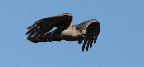 a bird of prey flies in the blue sky with uplifted wings
