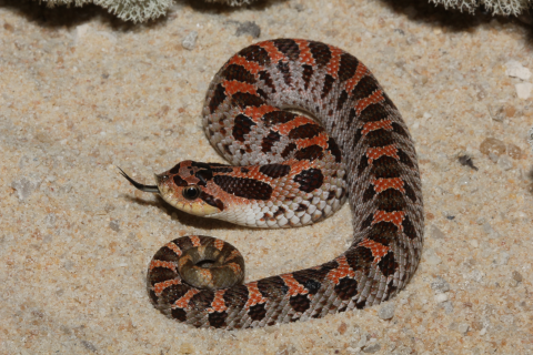 Hognose Snake on sand