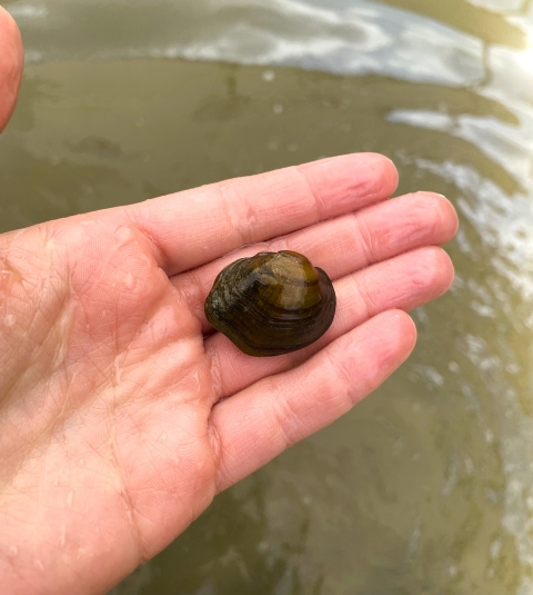 A hand holds a freshwater mussel that is about an inch wide.