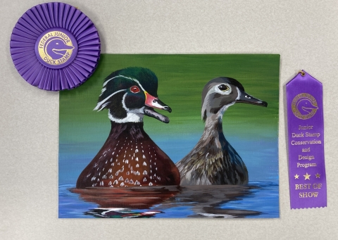 An acrylic painting of a pair of wood ducks with "Federal Junior Duck Stamp Conservation and Design Program Best of Show" ribbons next to it. The male duck is illustrated facing the camera with a rich green head accented by white, a pink and black bill held open, and a russet chest with white spots. The female is gray-brown, with a prominent white eye ring and a gray beak. 