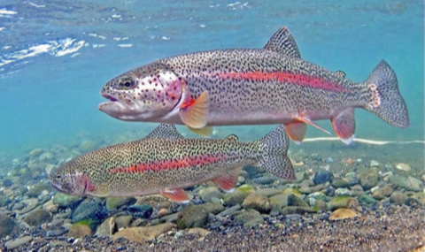 Two Rainbow Trout