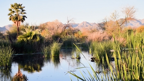 landscape of wetlands with palm trees, ducks, and desert mountains in the background