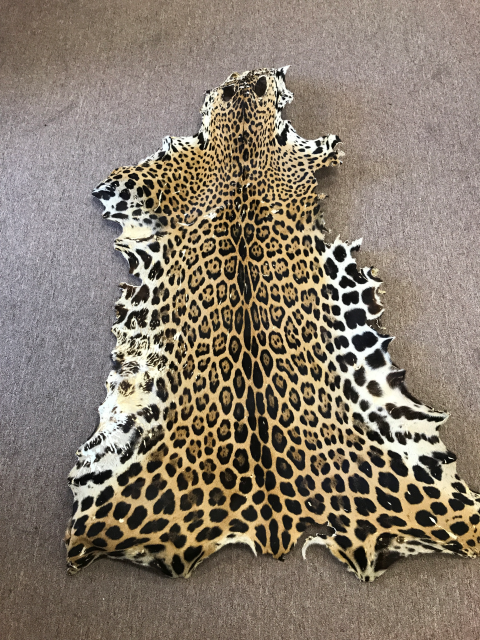 The skin of a jaguar, which is characterized by dark rose-shaped markings against a tan-colored background