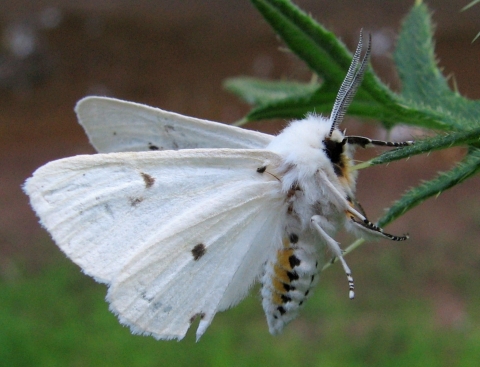 A white moth with a large fuzzy body and long antennae