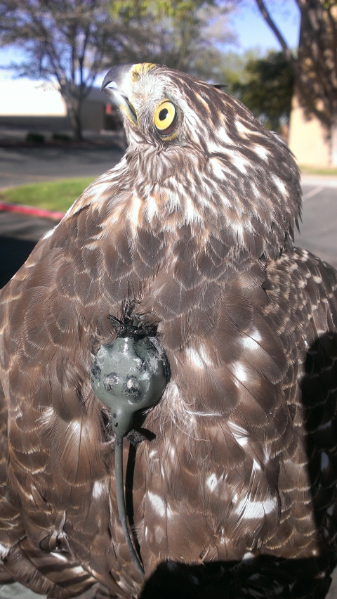 A Cooper’s hawk face is looking to the side and the focus is on a small, gray plastic devise in the center of its back